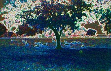 blue tree